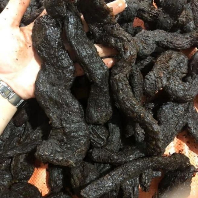 100g nhục thung dung