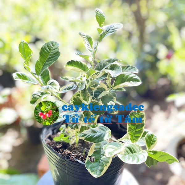 Caykiengsadec -cây Chanh Cẩm thạch + tặng phân bón cho cây khỏe - hoa kiểng lá - trang trí nội thất cảnh quan sân vườn ngoài trời
