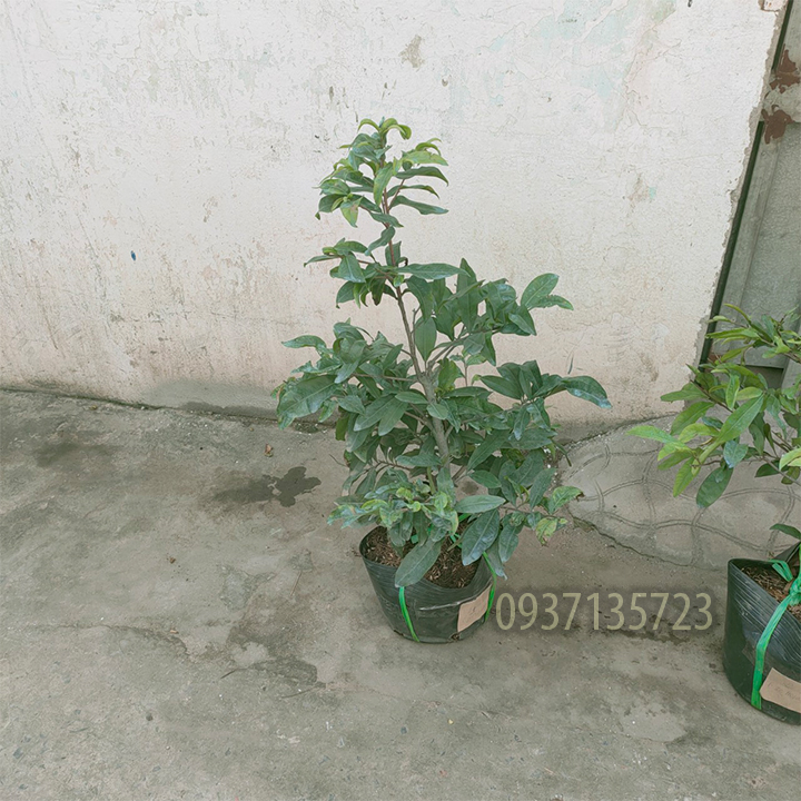 [HCM]cây mai vàng cây  trung ( mai giảo từ 6-12 cánh )