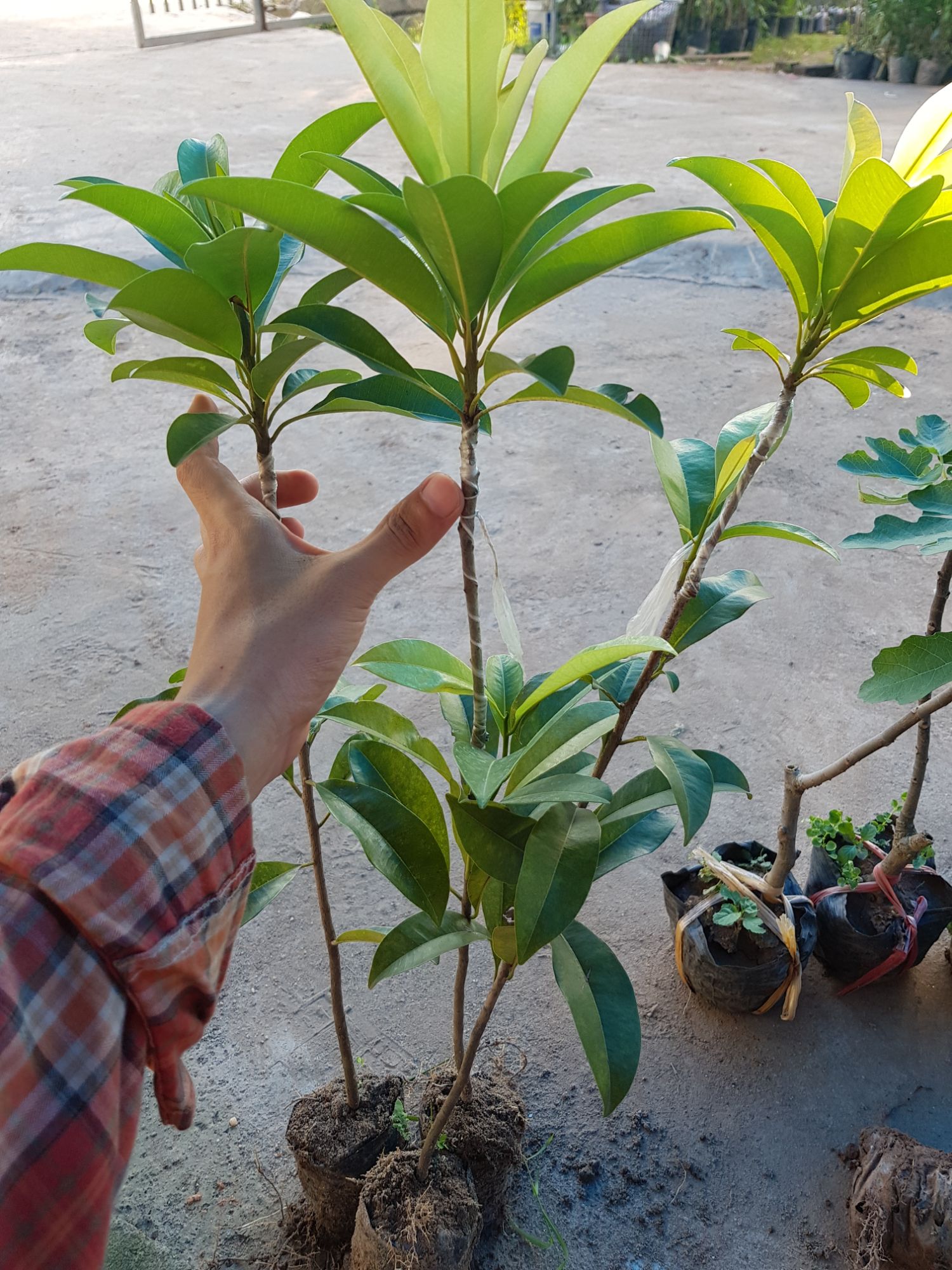 Combo 10 cây hồng xiêm xoài