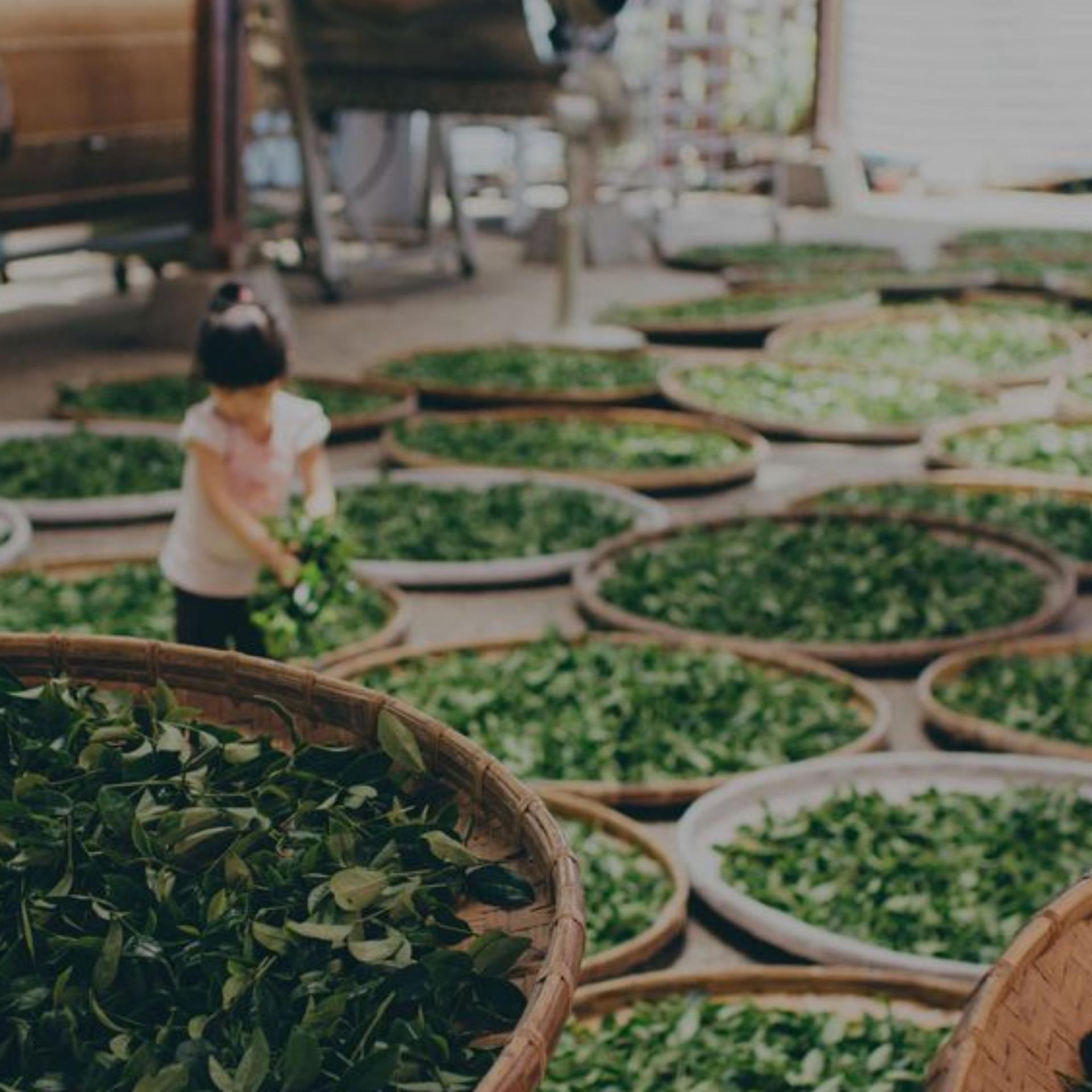 Tuyết Shan Cổ Thụ Trà Thượng hạng 100g