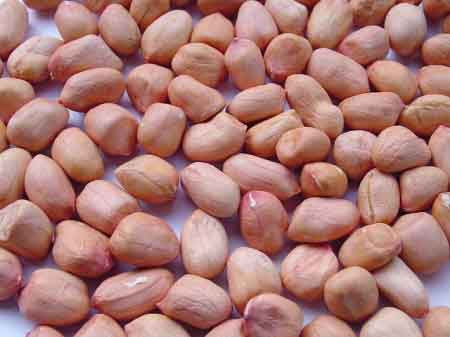 Lạc nhân trắng - Đậu phộng trắng