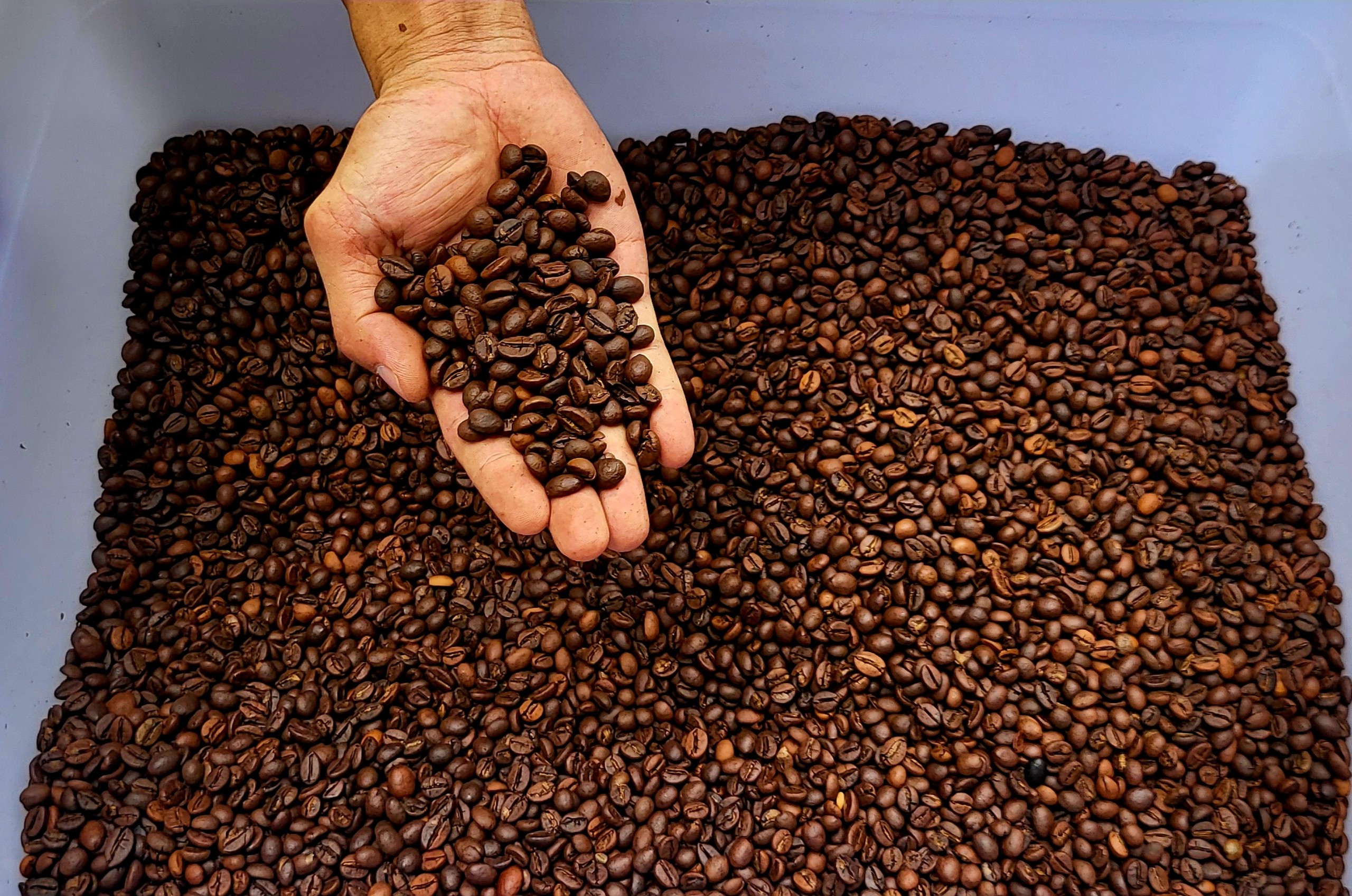 hạt cafe moka robusta rang mộc pha máy hoặc phin