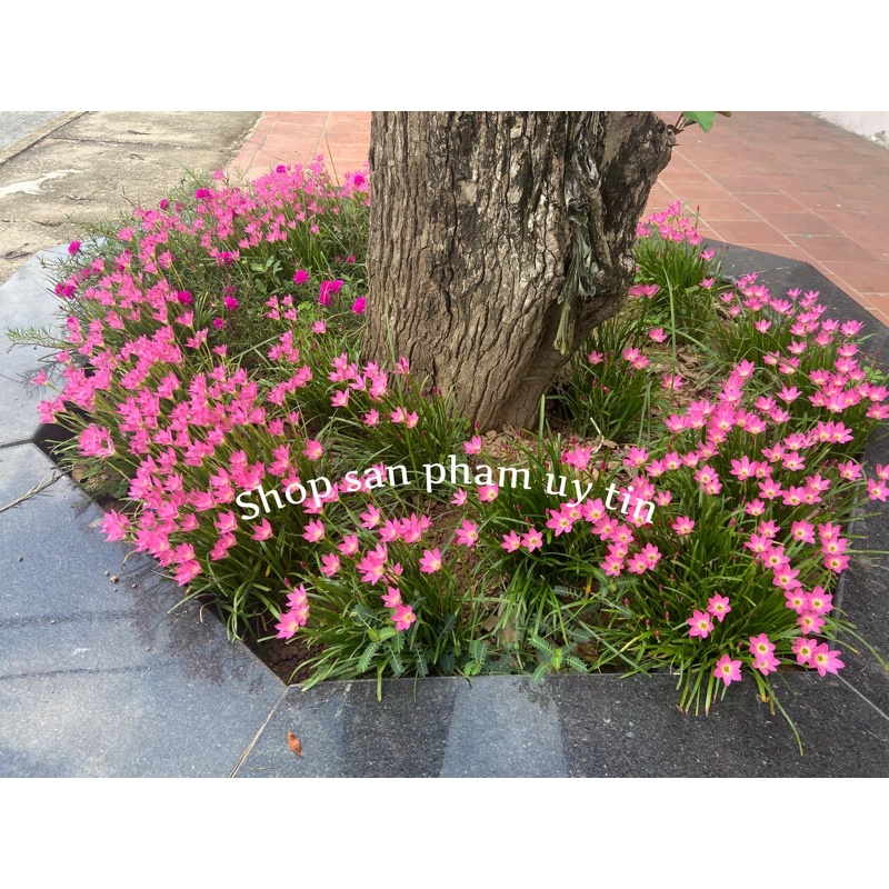 10 củ huệ mưa