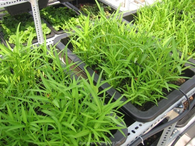 Gói 100gr Hạt Giống Rau Muống Lá Tre