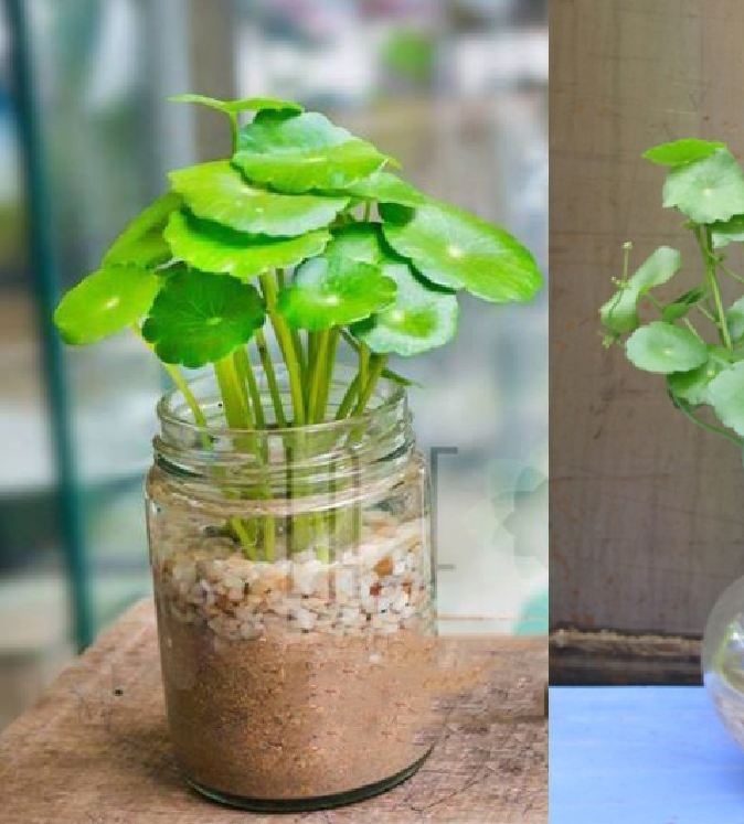 Hạt giống cây cỏ đồng tiền - 50 hạt/gói