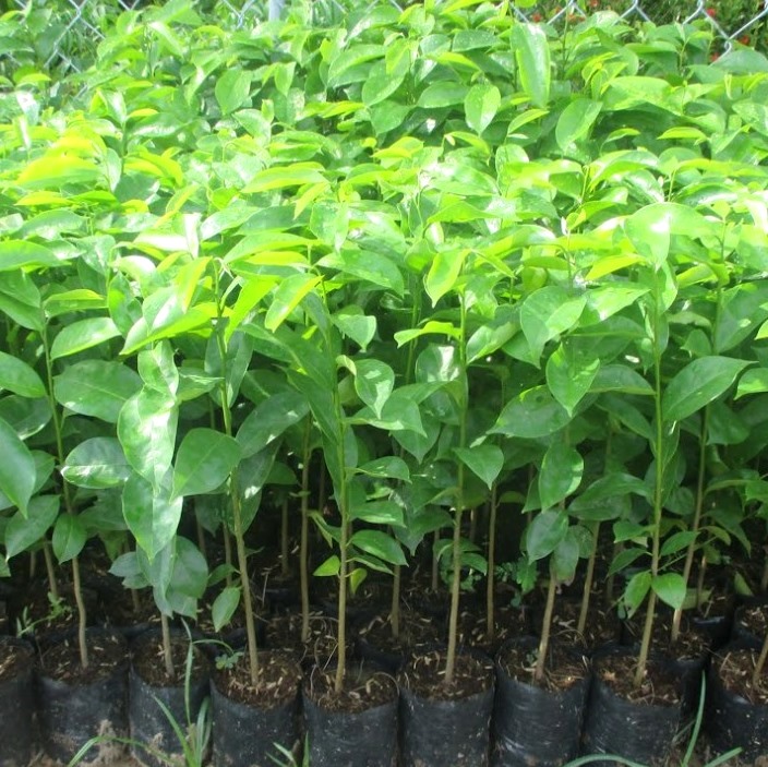 COMBO 2 CÂY MÃNG CẦU XIÊM THÁI LAN