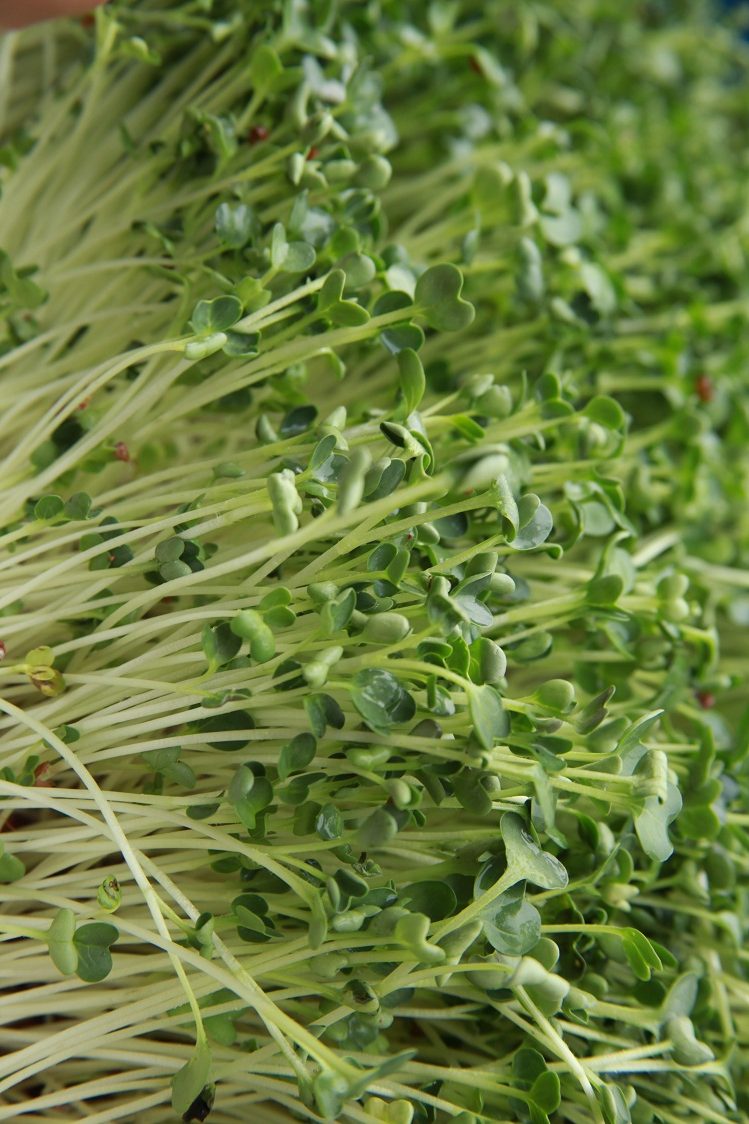 100gram package vegetable sprout seeds
