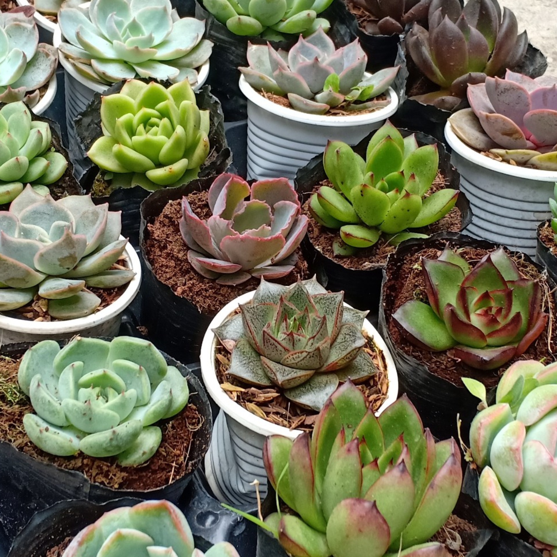 10 Cây Sen Đá Hàng Tuyển Đẹp