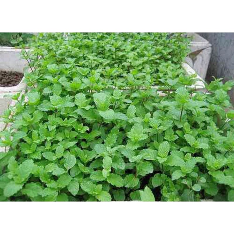 Hạt Giống Rau Húng Chanh Gói 2gr