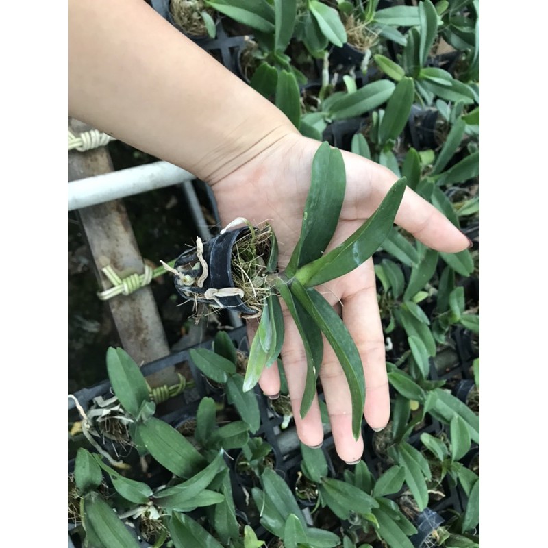 Đai Châu Cây Giống Nhiều Màu