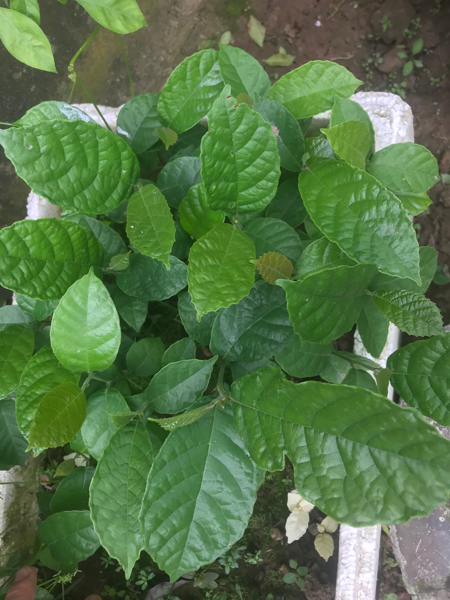 Cây Chay ruột đỏ