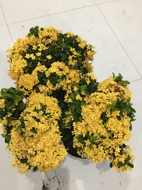 Mẫu đơn vàng lá xoắn siêu bông