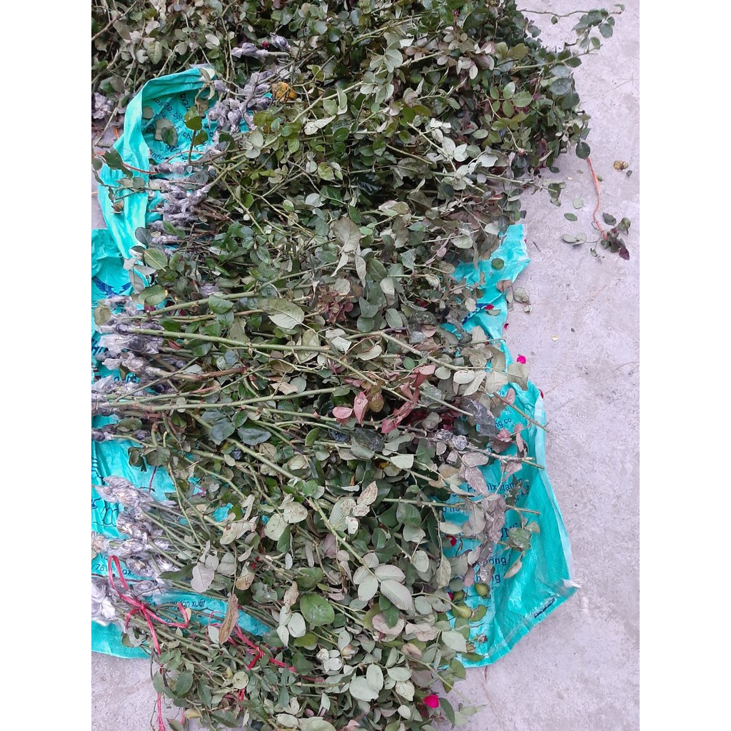 Cành Chiết Hồng Điều Cổ