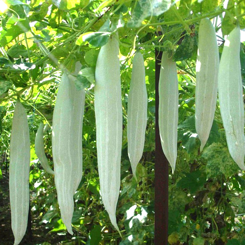Hạt giống khổ qua tây - Gói 2gram - VTNN2