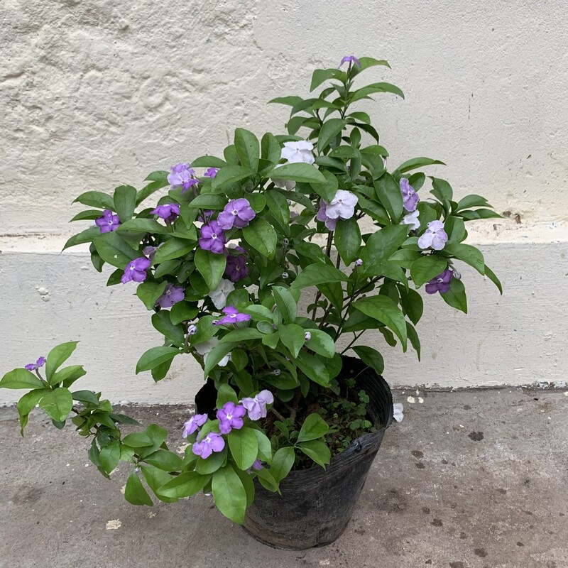 Combo 02 Cây Nhài Nhật 40cm khỏe