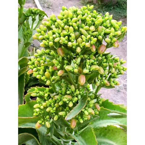 1 cây lá bỏng ta con (hoa sống đời ta)- cây giống
