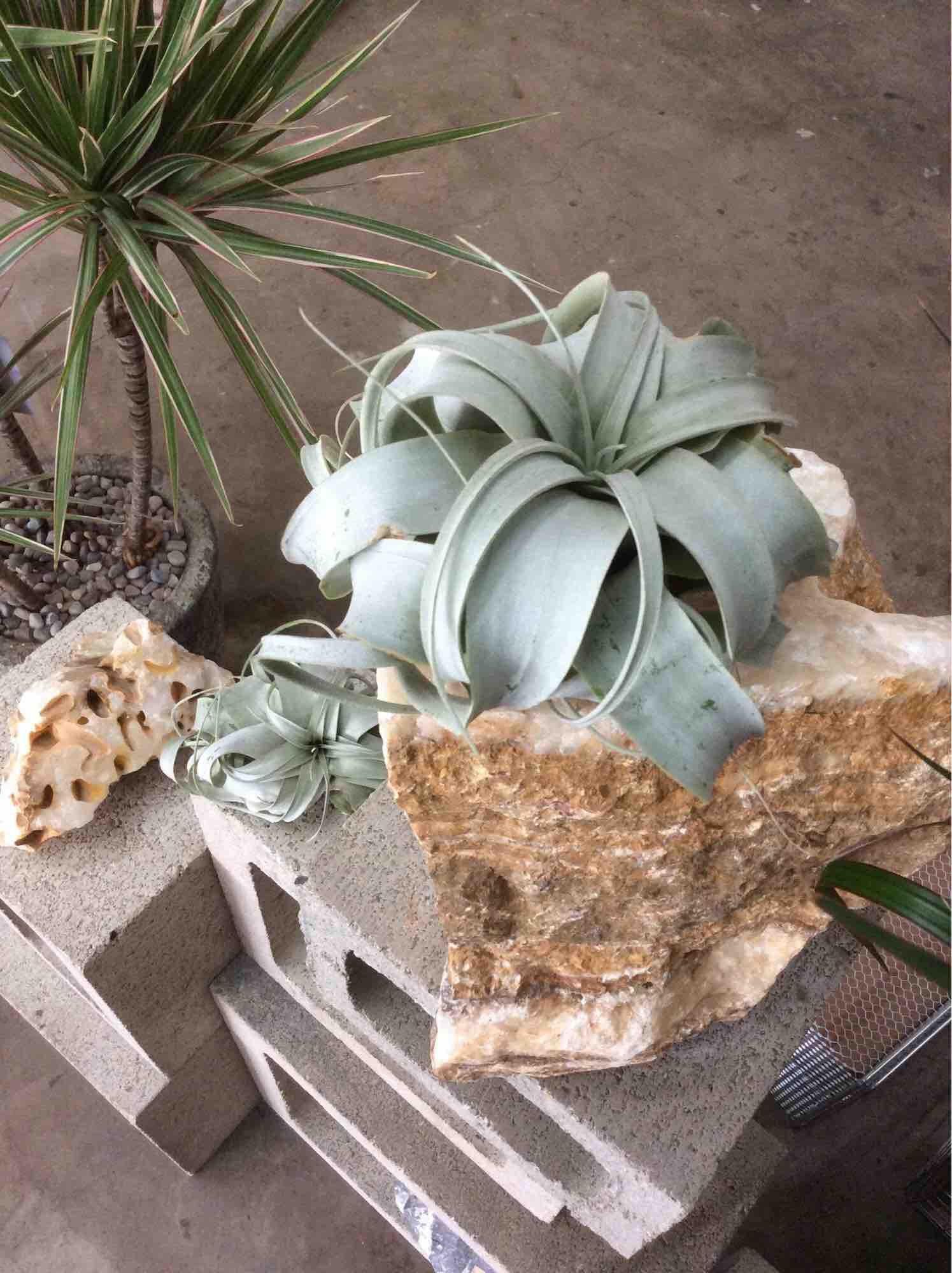 Cây không khí xerographica mini
