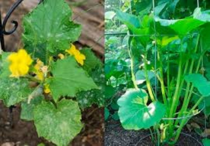 hạt giống bí siêu ngọn 20 hạt