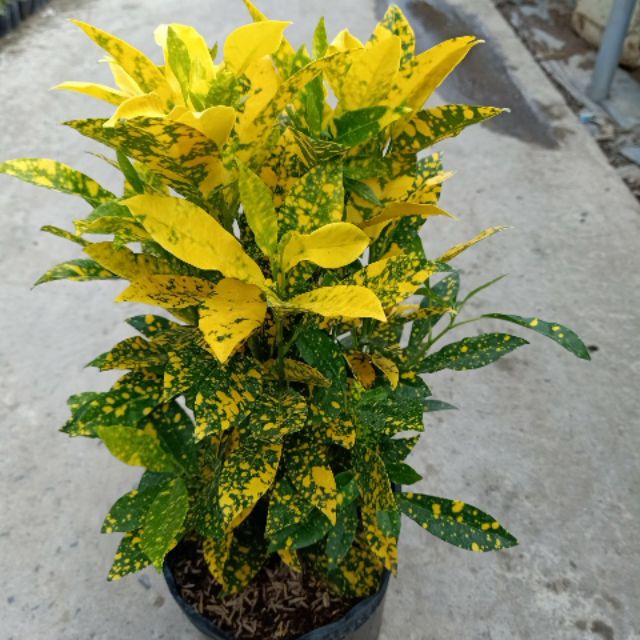 Giá gốc - cây vàng bạc