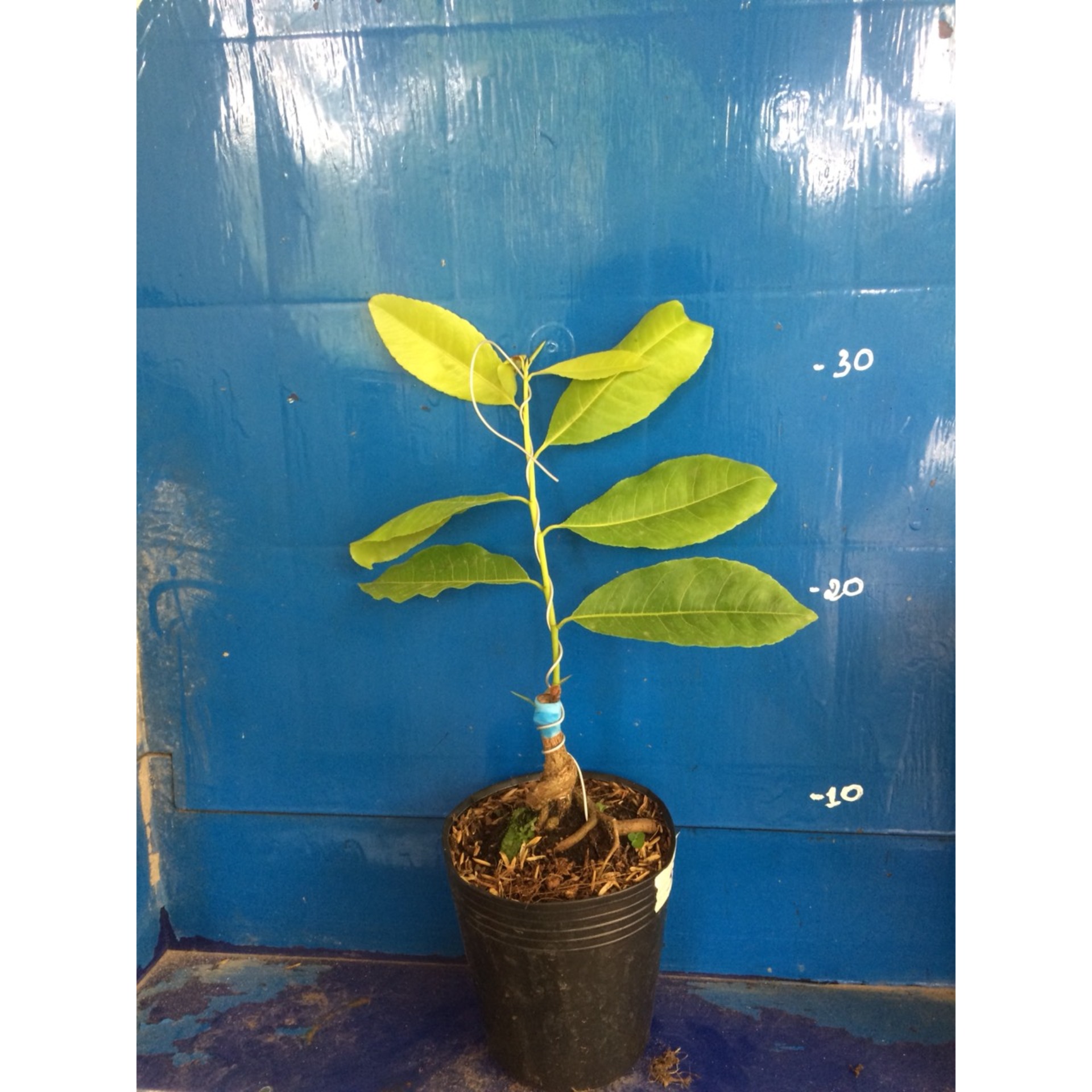 Mai Lá Ngọc Cành Vàng Mini
