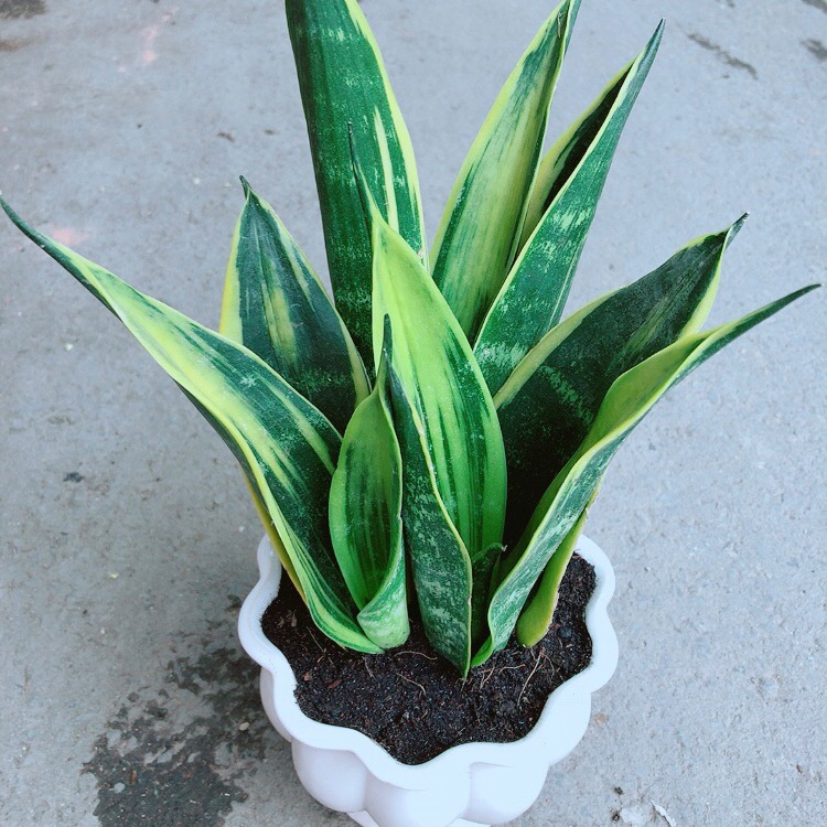 [HCM]Chậu Lưỡi Hổ Hoàng Kim