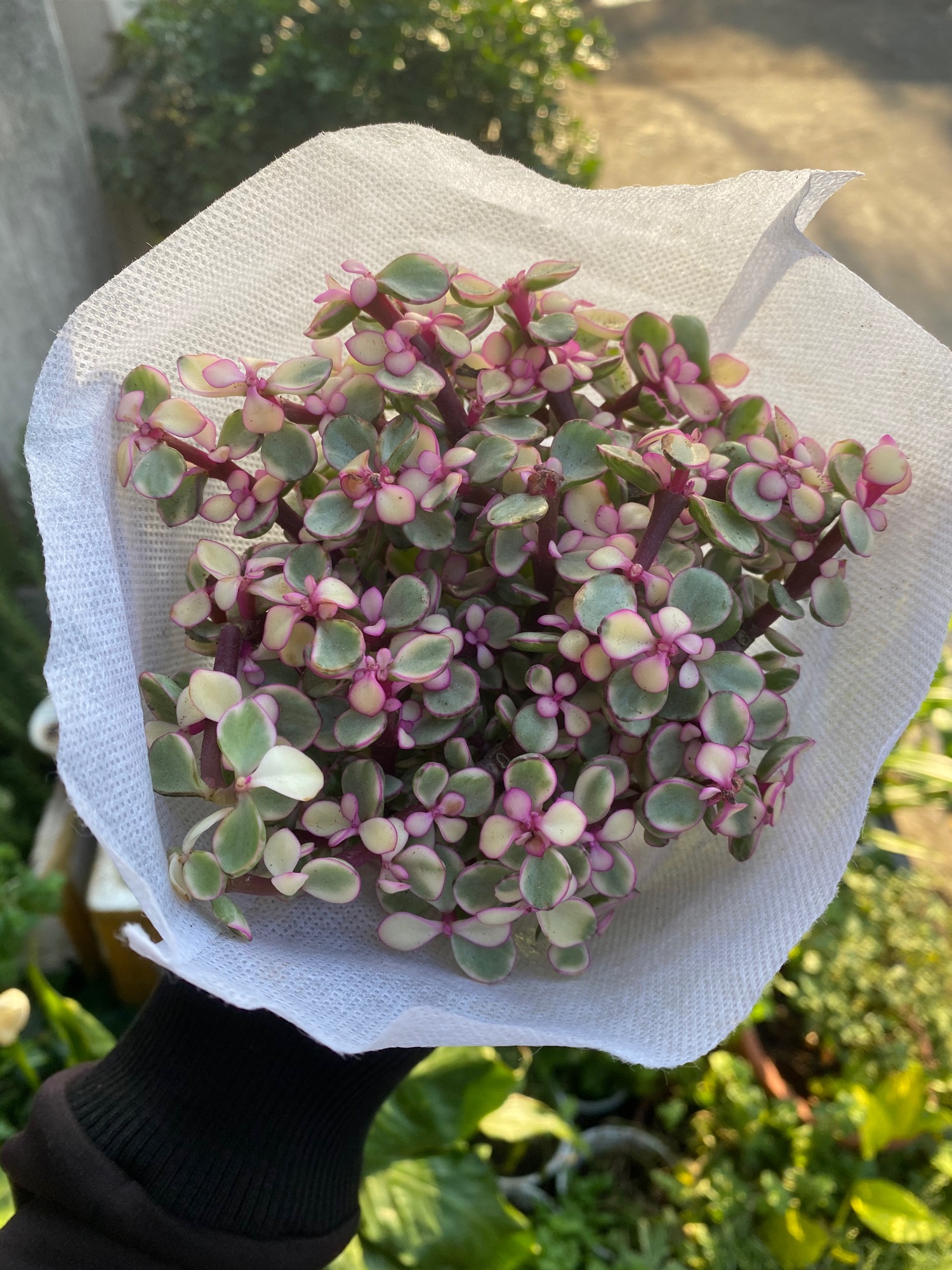 SEN ĐÁ ĐÔLA HỒNG ĐỂ BÀN ĐẸP
