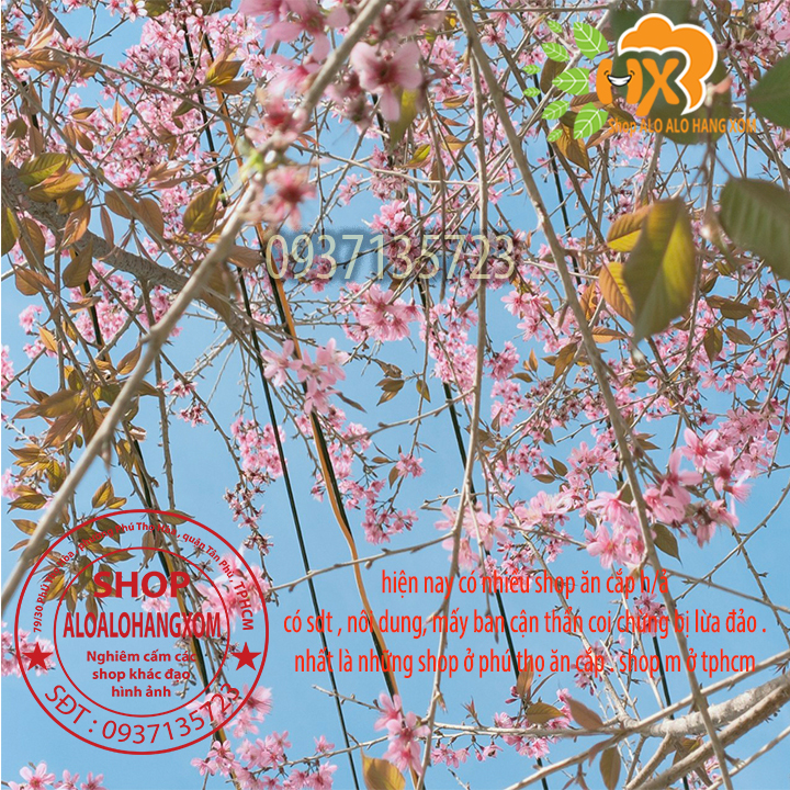 Combo 5 cây mai anh đào cây con .