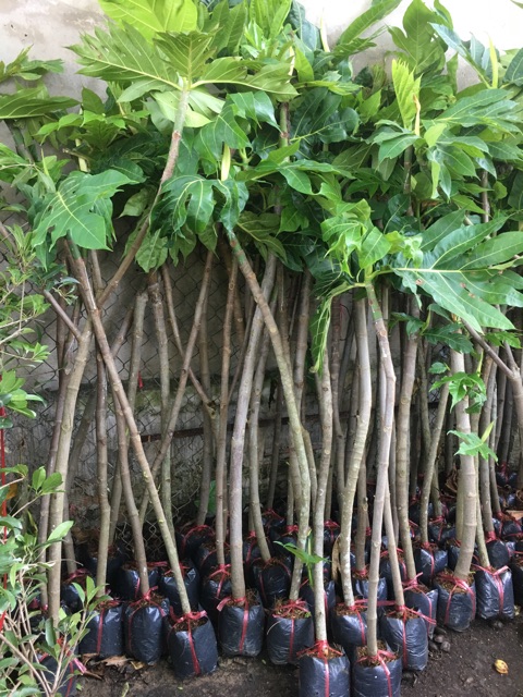 Cây sa kê cây lớn