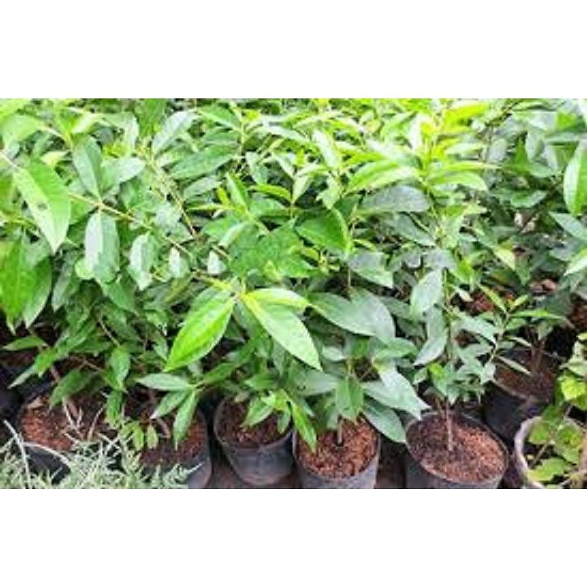 cây lá vối nếp giống