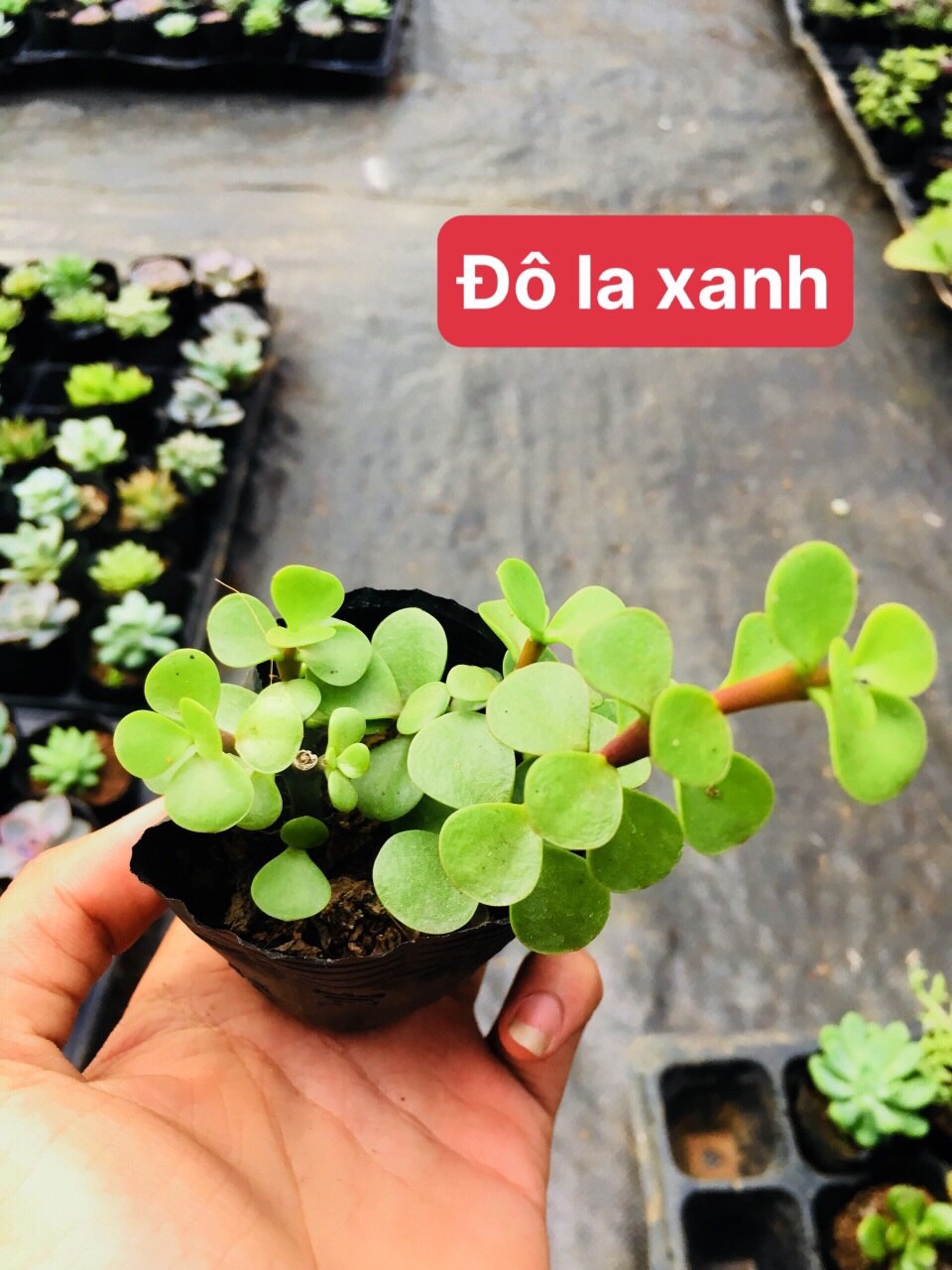 Sen đá đôla xanh