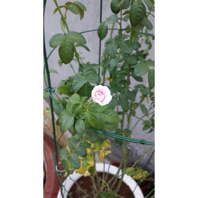 Hoa Hồng Mon Coeur Rose