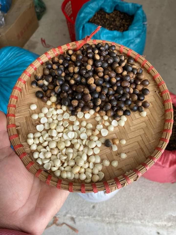 Hạt dẻ rừng ( dẻ thóc) Điện Biên