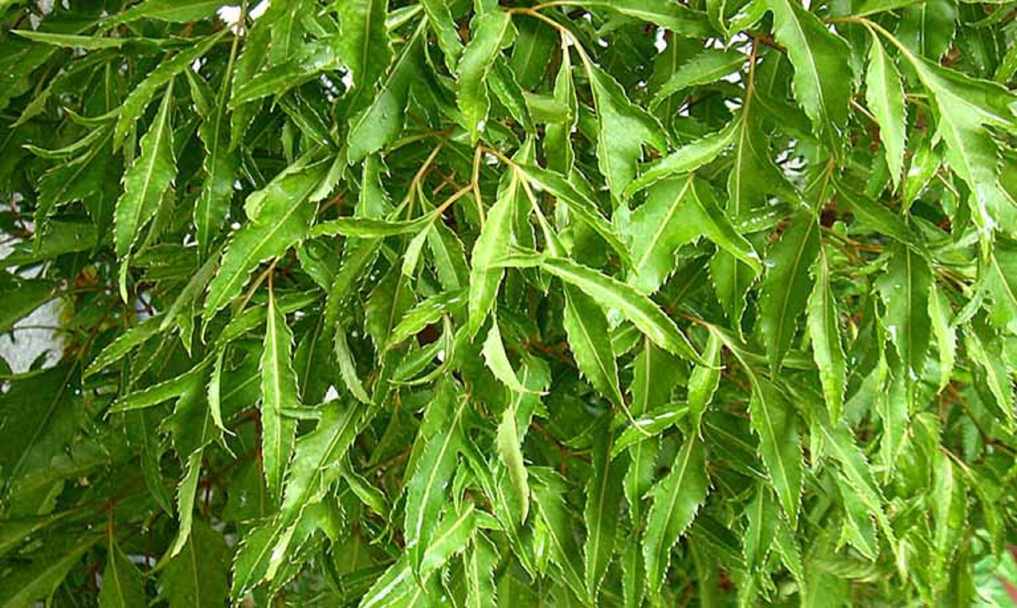 Cây giống Đinh Lăng .