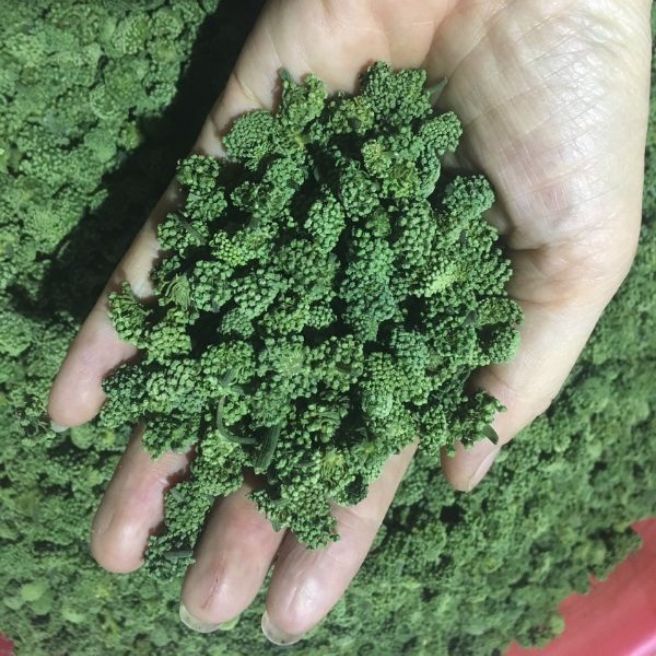 1kg nụ hoa tam thất