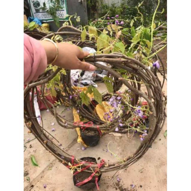 Hoa Tử Đằng (Một Cuộn Dài 2-3m)