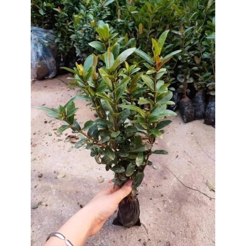 CÂY HOA MẪU ĐƠN NGŨ sắc
