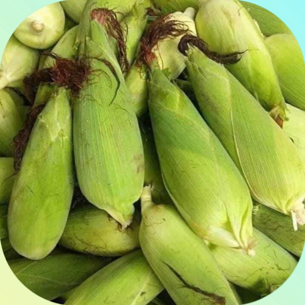 Hạt Giống Bắp Nếp Nù (100gr)