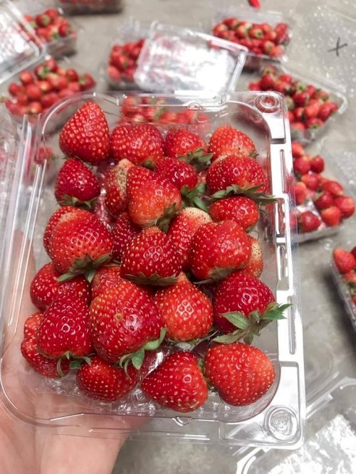 Hộp nhựa đựng trái cây Jadebox ( 0,5kg - 1kg )