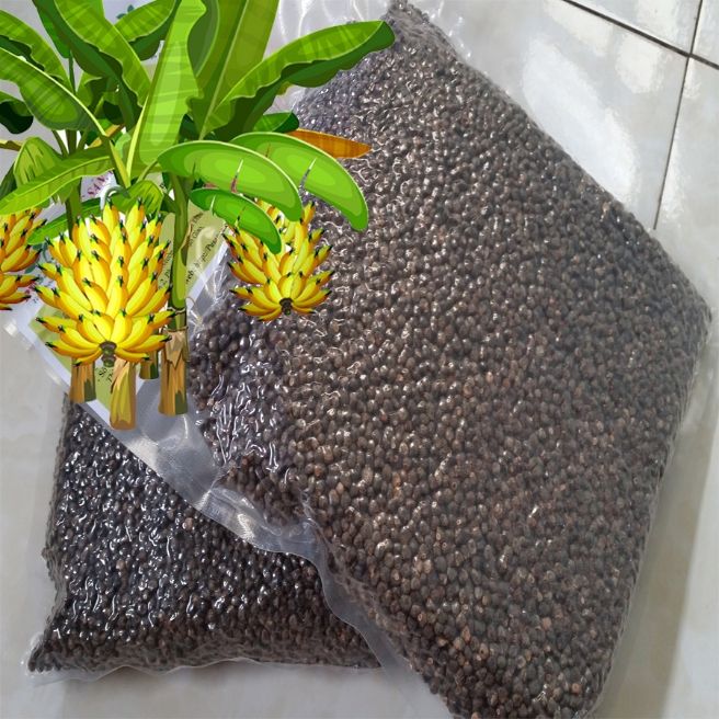 Sỉ toàn quốc 1kg hạt chuối hột rừng