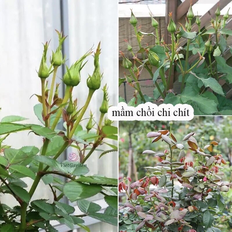 Phân Bón Lá - Siêu bật Mầm Chồi cho hoa cây cảnh