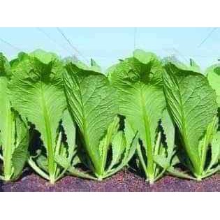 GÓI 20G HẠT GIỐNG CẢI BẸ XANH MỠ