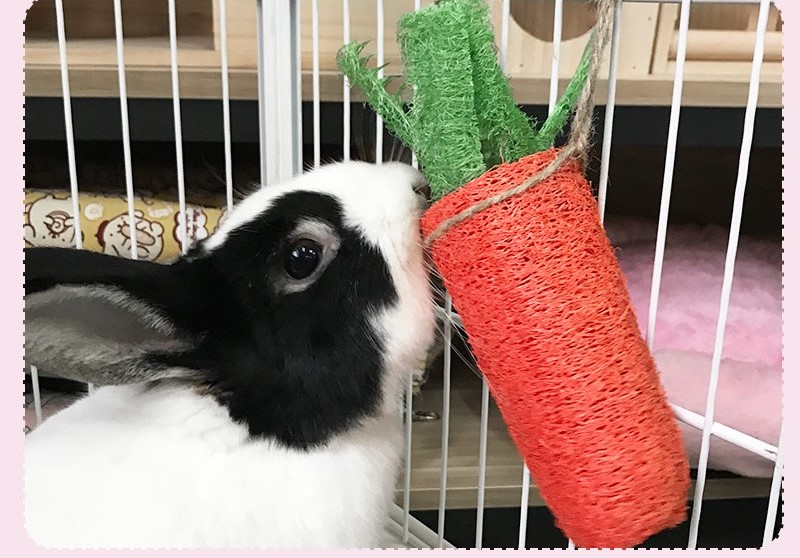 Cà rốt xơ mướp mài răng cho thỏ,hamster, bọ, sóc,... - T3 PETS SHOP