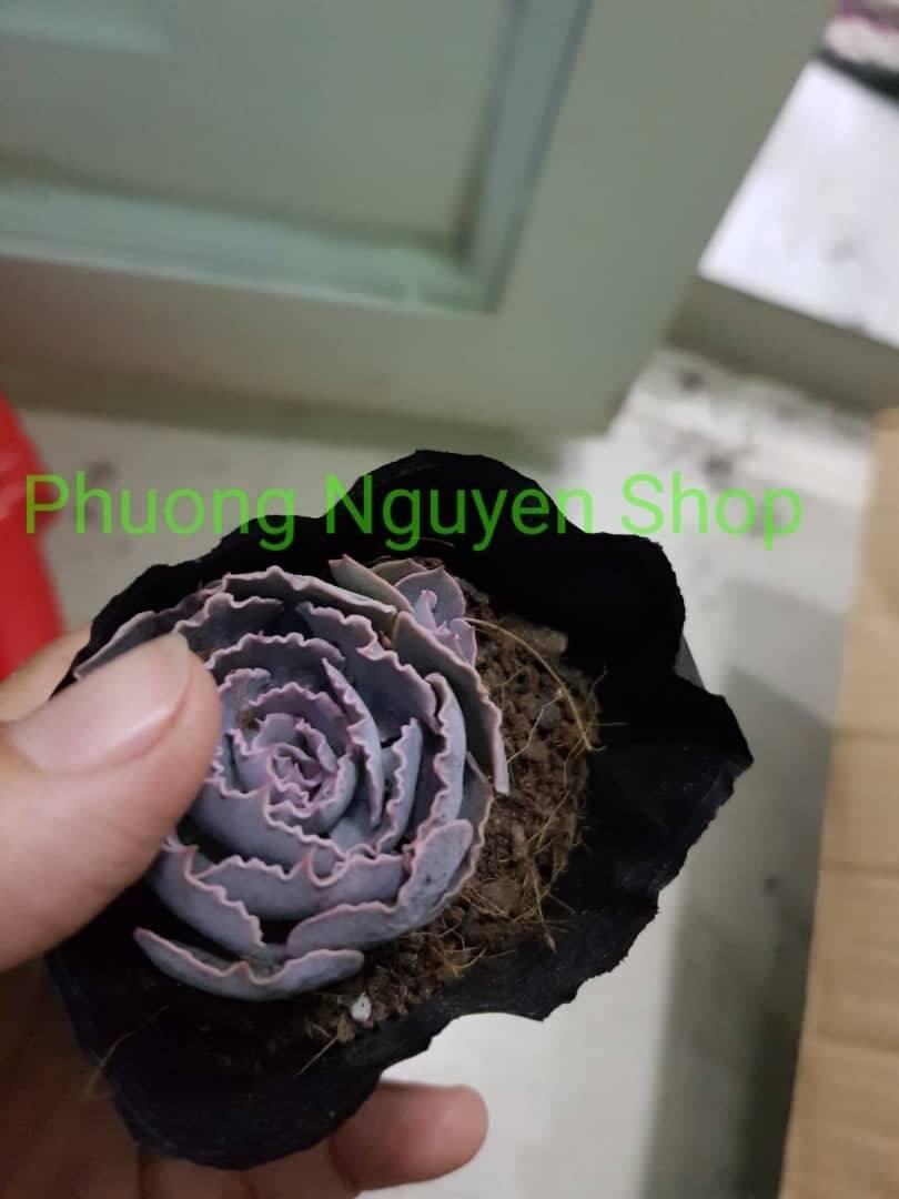 Sen Đá Bắp Cải