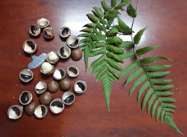 HẠT MACCA SẤY ĐĂK LĂK DAMACA NGUYÊN PHƯƠNG (HỘP 500GR SANG TRỌNG)