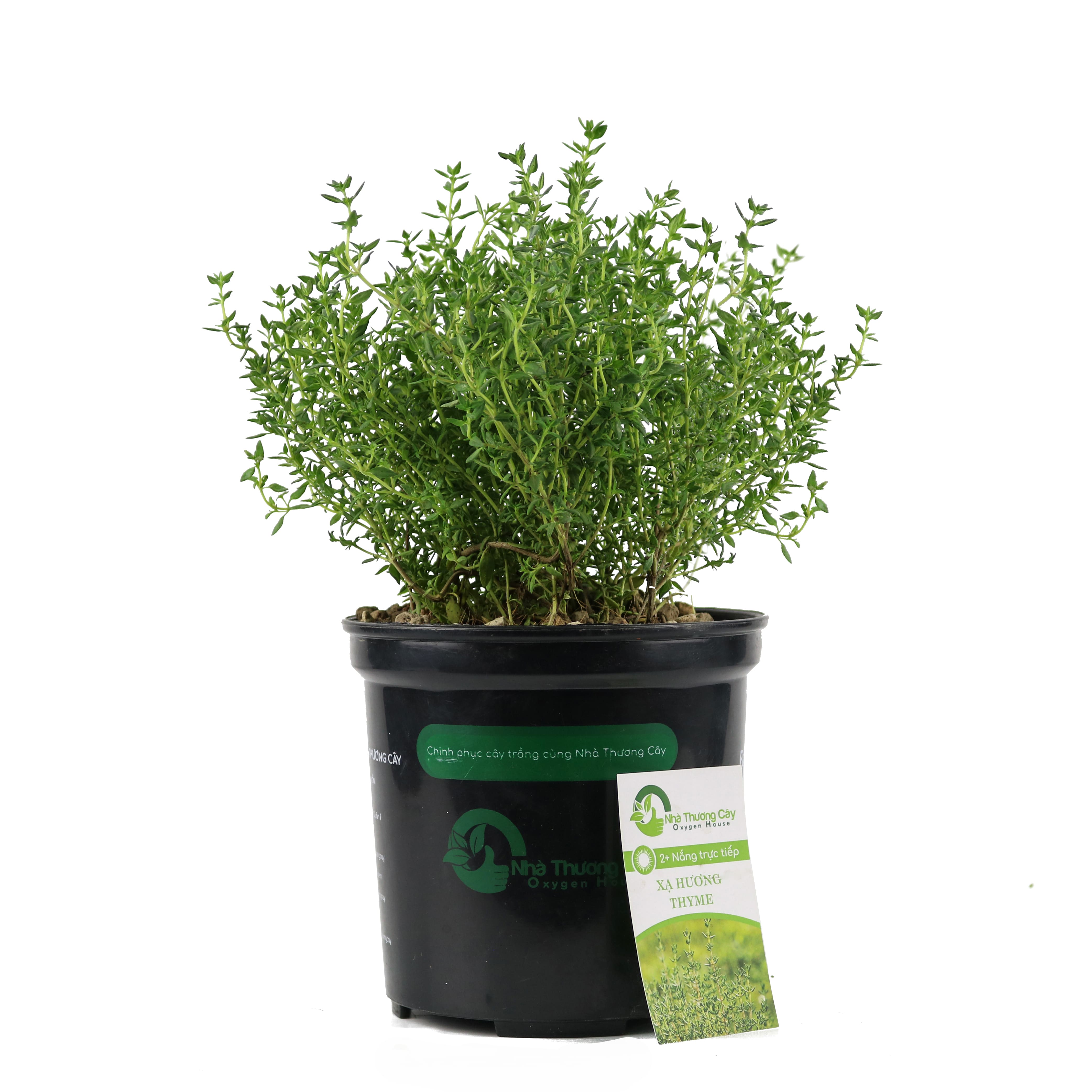 Cây gia vị | Cây xạ hương | Thyme