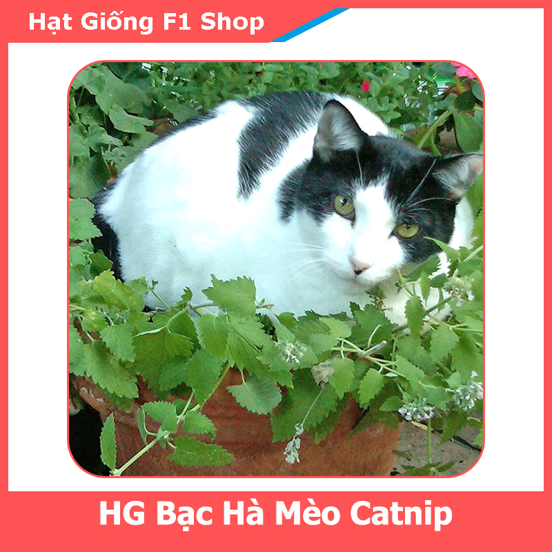 Hạt Giống Bạc Hà Mèo Catnip (Cỏ Mèo) (380.F1)