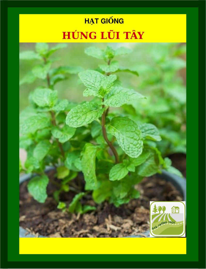 Hạt Giống Rau Húng Lũi Tây - 3090 Hạt