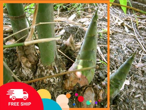 cây Măng tre bát độ, cây giống to khỏe cho măng to, cực ngọt thơm, giá trị kinh tế cao