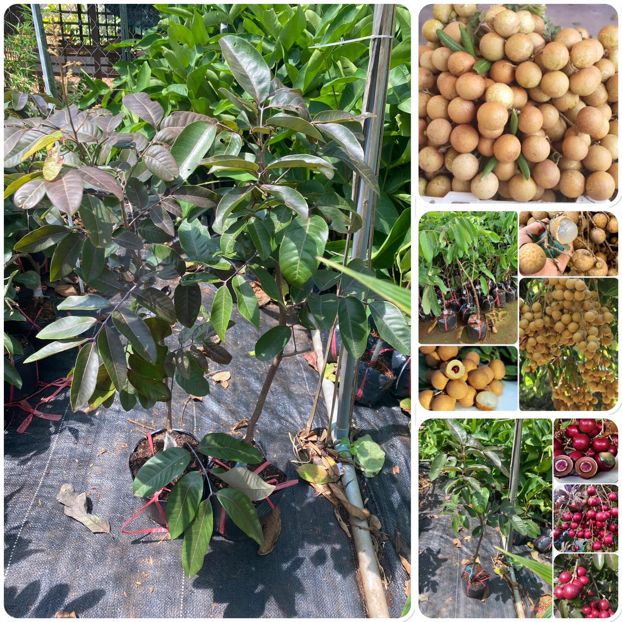 Cây giống Nhãn Xuồng Cơm Vàng siêu trái.